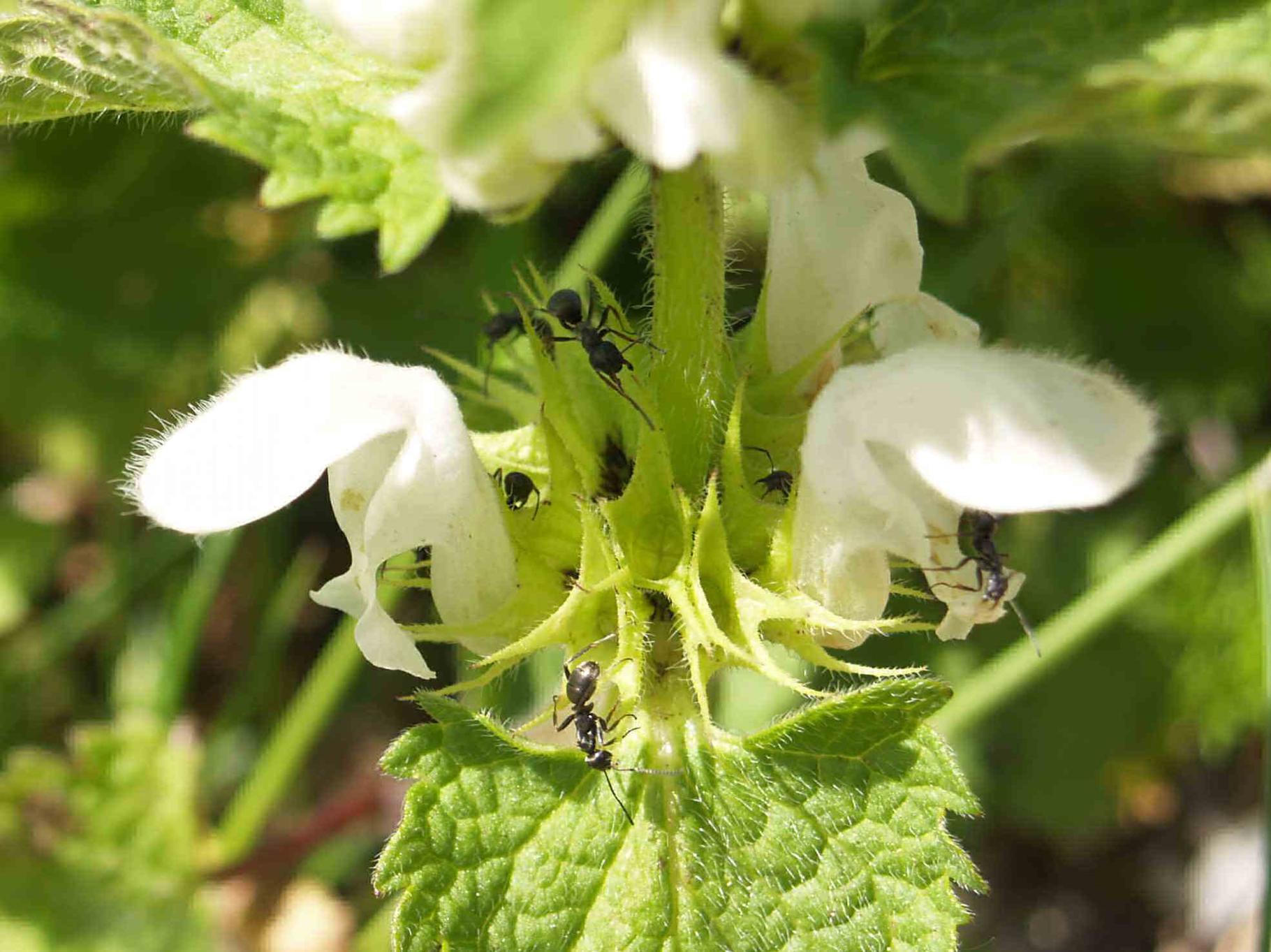 Dead-nettle, White